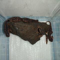 オキナワシリケンイモリ幼体5匹（上陸済み、人工餌OK、送料別）#202412の画像