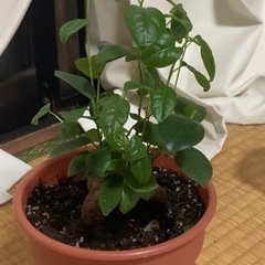 生活雑貨 家庭用品 ガーデニング