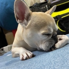 愛犬家なおお友達募集٩꒰⍢ ꒱۶⁼³₌₃ - 広島市