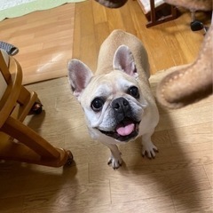 愛犬家なおお友達募集٩꒰⍢ ꒱۶⁼³₌₃ - 友達