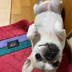 愛犬家なおお友達募集٩꒰⍢ ꒱۶⁼³₌₃ − 広島県