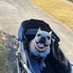 愛犬家なおお友達募集٩꒰⍢ ꒱۶⁼³₌₃