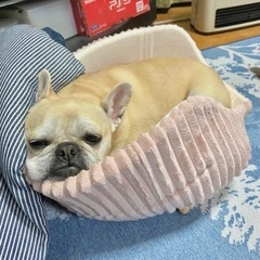 愛犬家なおお友達募集٩꒰⍢ ꒱۶⁼³₌₃ - メンバー募集