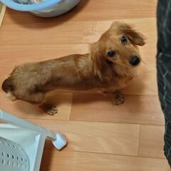 穏やかなダックスちゃん🥰