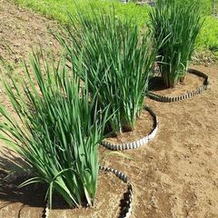 ①★★アヤメ（群生株／品種不明）／耐寒性宿根草／たくさん有ります★★の画像