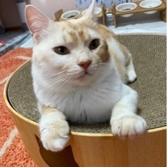 おっとりサイモン君