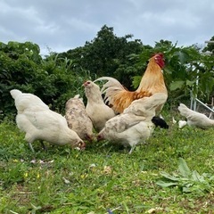 新鮮アローカナ卵🥚🐔♬.*ﾟ