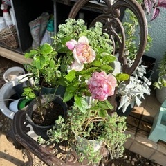 生活雑貨 家庭用品 ガーデニング