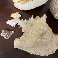 貝殻　オブジェ　飾り　置物の画像