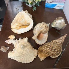 貝殻　オブジェ　飾り　置物の画像