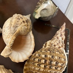 貝殻　オブジェ　飾り　置物の画像