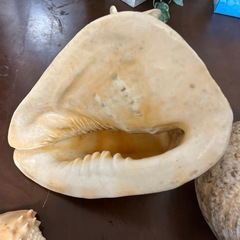 貝殻　オブジェ　飾り　置物の画像