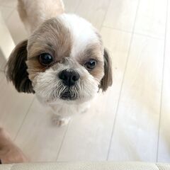 可愛がってくれる方を探しています。
