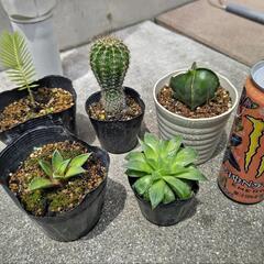 サボテン🌵多肉植物🌵5個セット