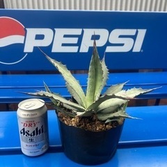 パリー