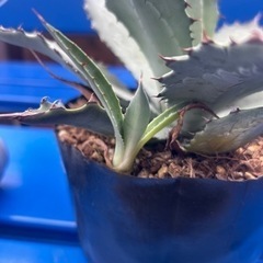 パリーの画像
