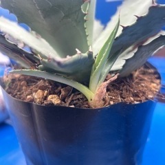 パリーの画像