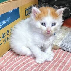 大きくなったら、もふもふの予感
