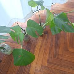 モンステラ残り1つありますの画像