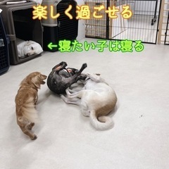 犬の保育園・デイケア「鎌ケ谷ドッグス」 - 地元のお店