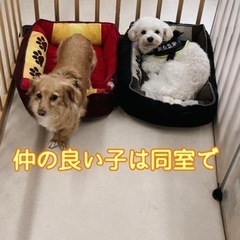 犬の保育園・デイケア「鎌ケ谷ドッグス」 − 千葉県