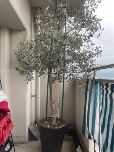 オリーブの木2m ガーデニング