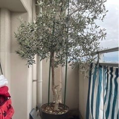 オリーブの木 約2メートル オリーブの木 2m