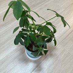 観葉植物　　の画像