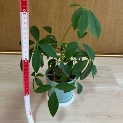 観葉植物　　の画像