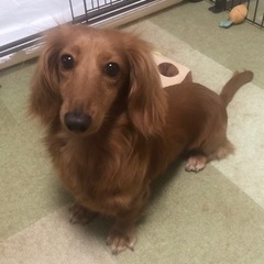 カニンヘンダックス　2歳　オス　クリアレッド