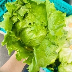 格安レタス最新入荷