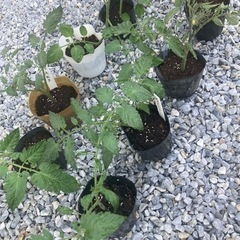 完売しました☆ミニトマト苗☆サントリー純あま☆アイコ☆野菜価格高騰☆家計応援☆夏休みの宿題に☆の画像