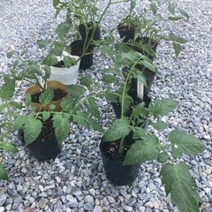 完売しました☆ミニトマト苗☆サントリー純あま☆アイコ☆野菜価格高騰☆家計応援☆夏休みの宿題に☆の画像