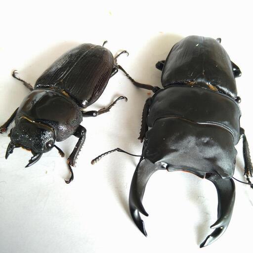 オオクワガタ　マツノ久留米　ペア