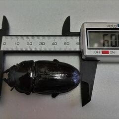 ★☆オオクワガタ☆★　大型能勢YG91mm血統　即ブリok　♀2頭