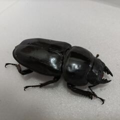 ★☆オオクワガタ☆★　大型能勢YG91mm血統　即ブリok　♀2頭の画像