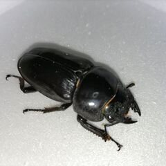 ★☆オオクワガタ☆★　大型能勢YG91mm血統　即ブリok　♀2頭の画像