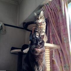 猫が脱走してしまいました。