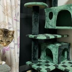 キャットタワー　お話し中ですの画像
