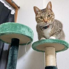 キャットタワー　お話し中ですの画像