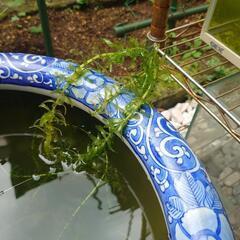 水草