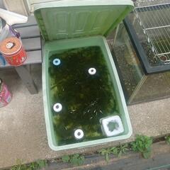 水草の画像