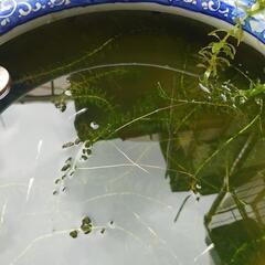 水草の画像