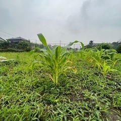 草刈りバイト　１日1時間程度　週3から５日　簡単な農作業