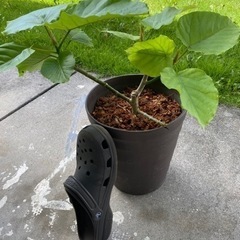 ウンベラータの画像