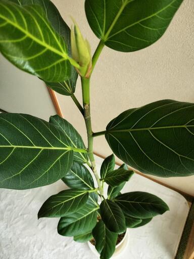 観葉植物 フィカス ベンガレンシス
