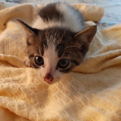 どなたか子猫ちゃんを飼っていただけますか？