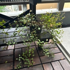 ワイヤープランツ