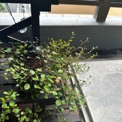 ワイヤープランツの画像