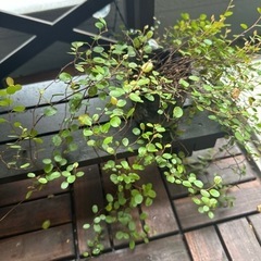 ワイヤープランツの画像